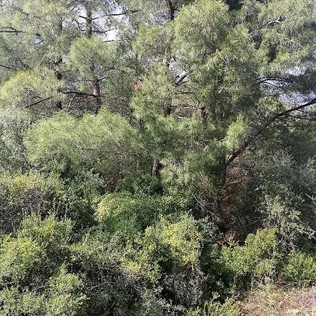 Olimpos Pasa * Antalya